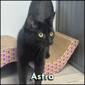 Furry friends - Astra