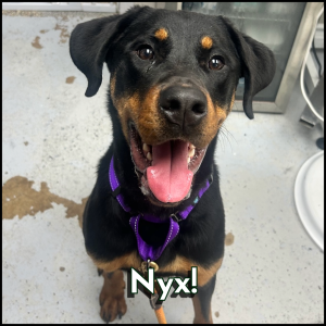 Furry Friends Photos-1-NYX NYX