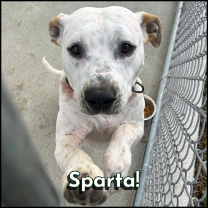 Sparta Sparta