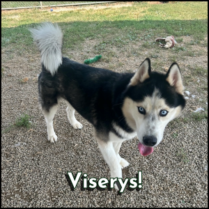 Furry Friends Photos-1-Viserys Viserys
