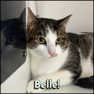 Furry Friends Photos-2-Belle Belle