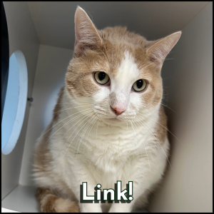 Link Link