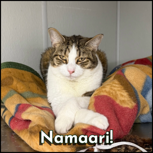 Furry Friends Photos-2-Namaari Namaari