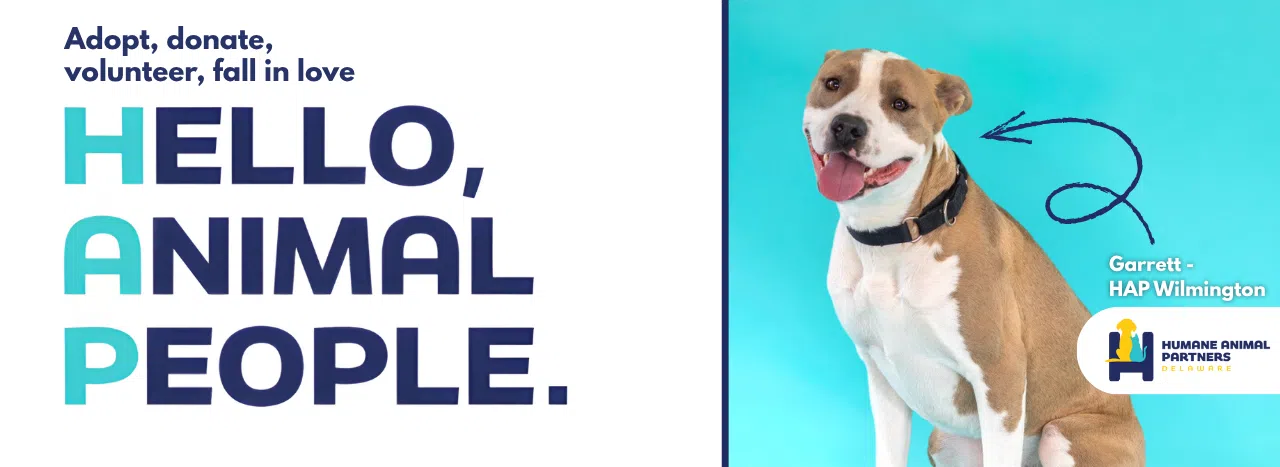 Feature: https://www.wstw.com/pets-of-the-week-2/