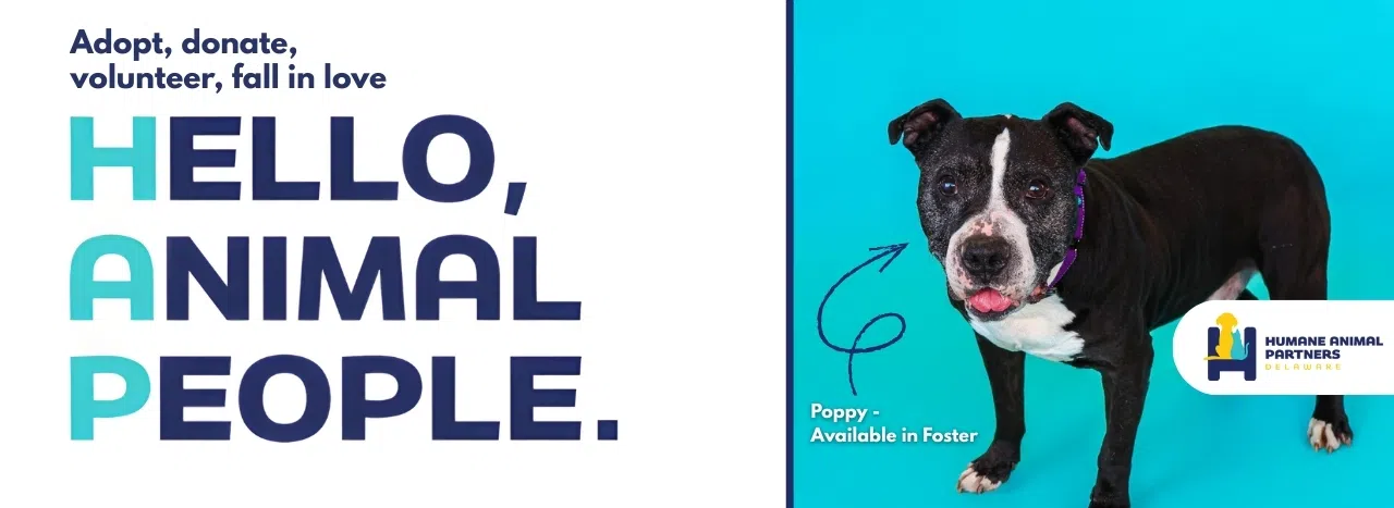 Feature: https://www.wstw.com/pets-of-the-week/