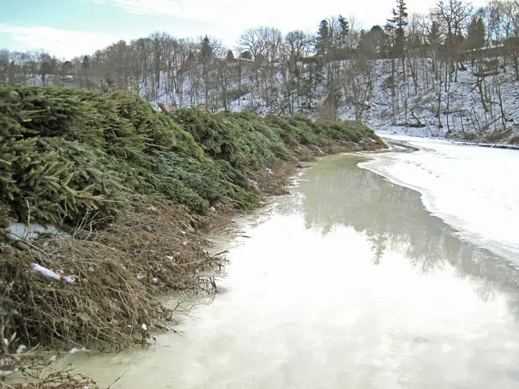 Get rid of your Christmas tree and help Conservation Halton