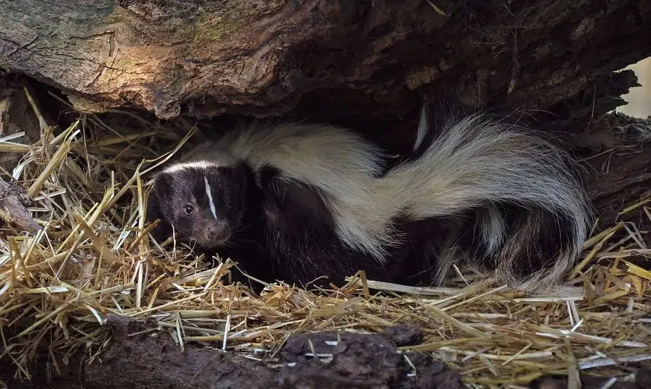 Aggressive skunk reported in Milton