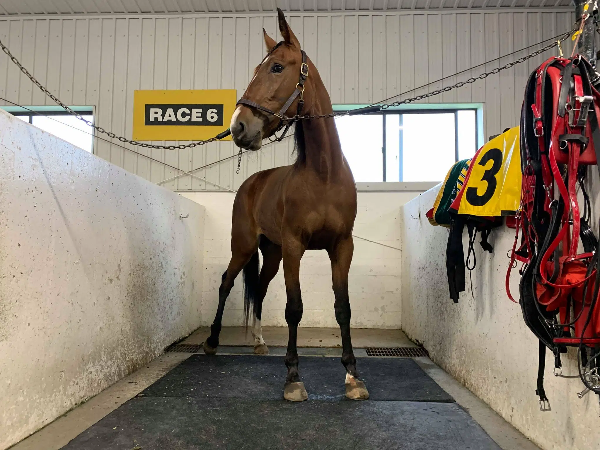 Local Business Connection: Woodbine Mohawk Park