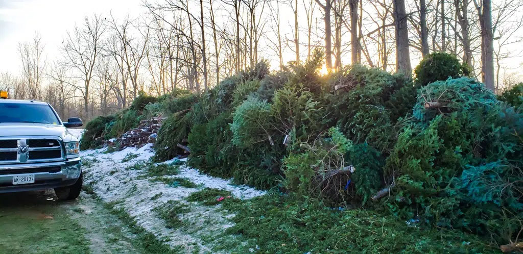 Annual Christmas Tree drop off returning to Conservation Halton