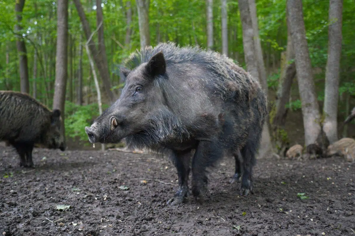 Wild boars have reportedly made their way into Halton