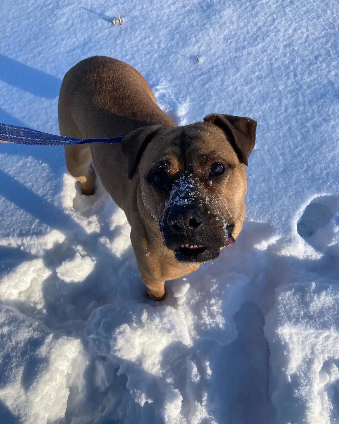 Pet of the Week: Myla, the mastiff-shar pei couch potato