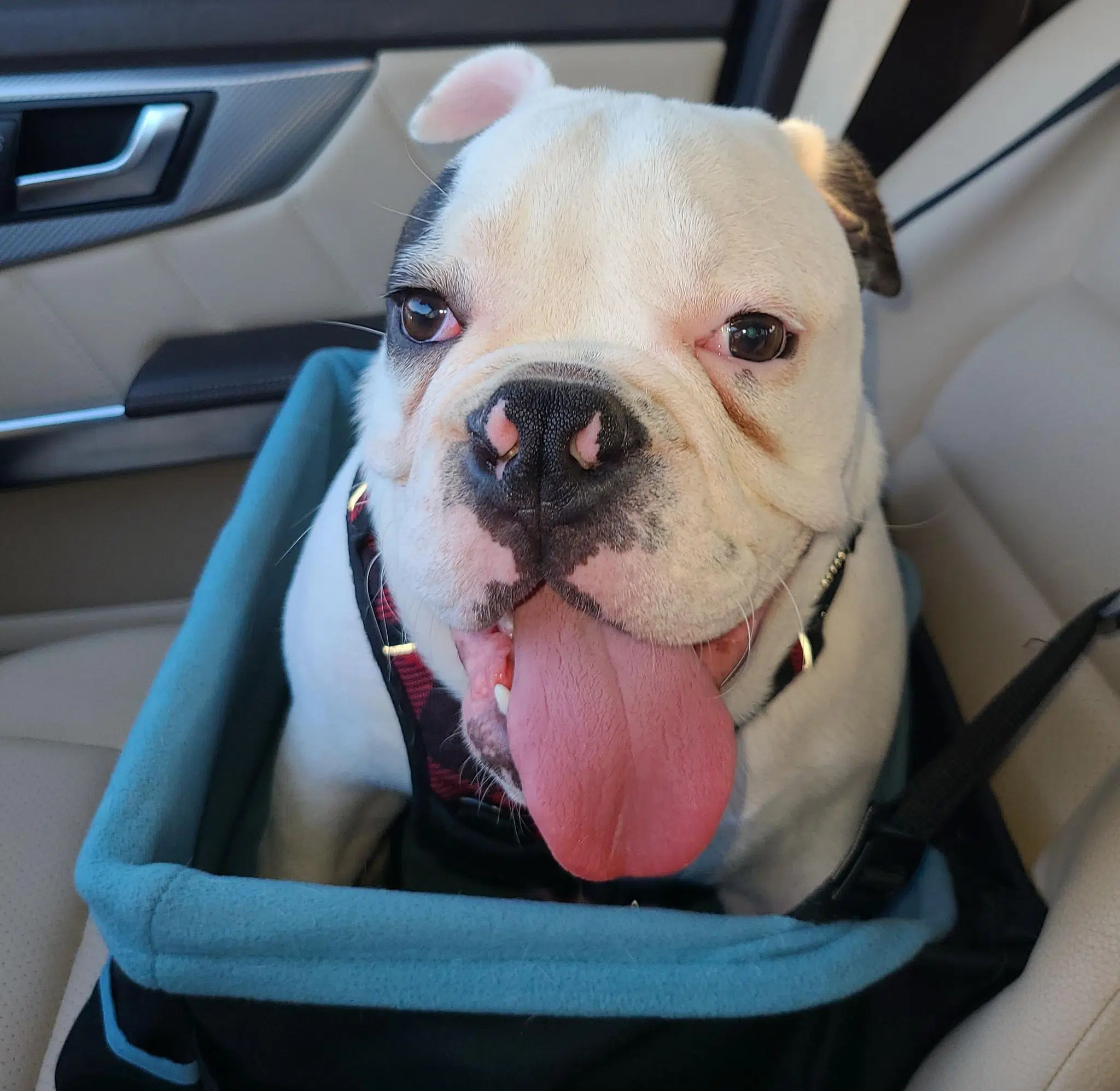 Pet of the Week: Rocky, the 40-pound English bulldog