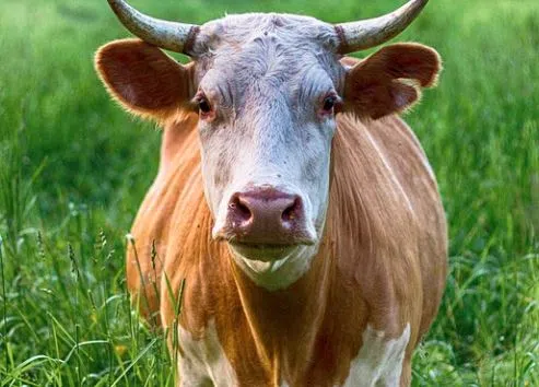 Group of bulls flee from farmers near Milton, quickly located