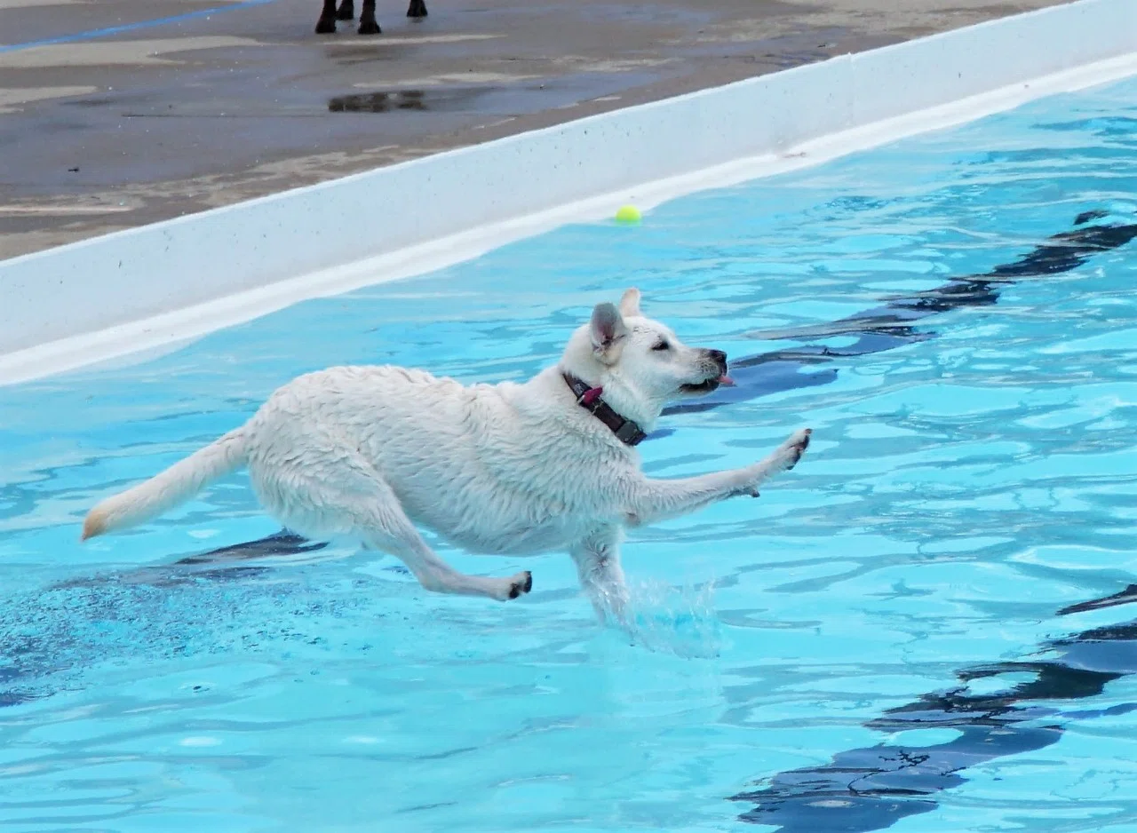 Bring your dog to an organized swim event