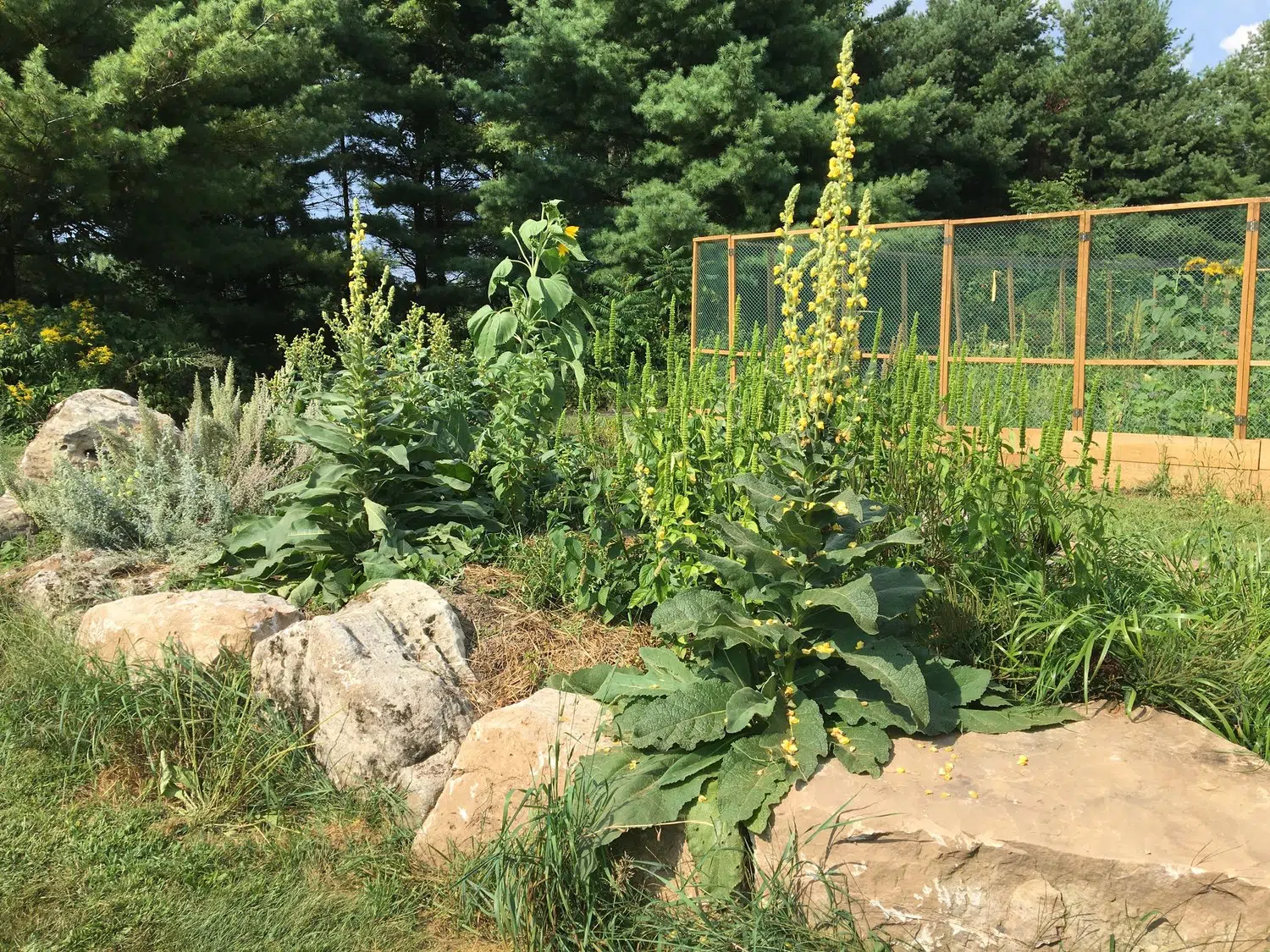 Milton's Crawford Lake is celebrating its medicine garden expansion
