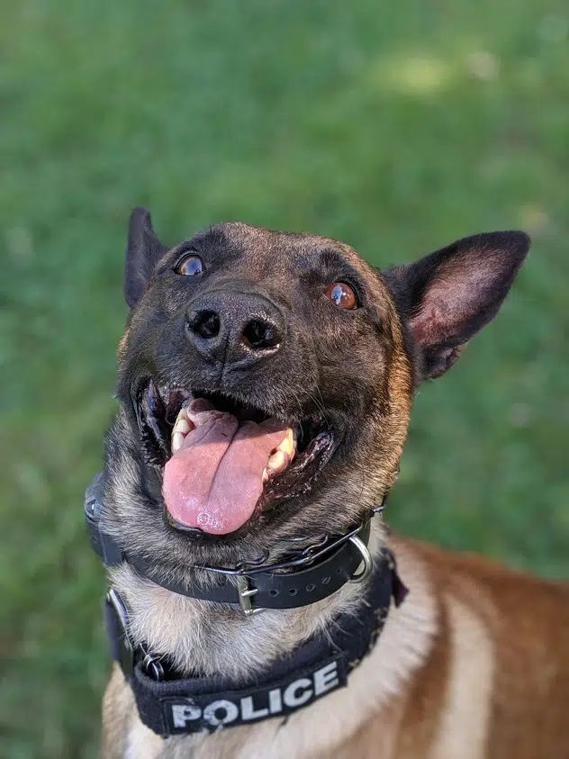 Halton Police wish Police Service Dog a happy retirement