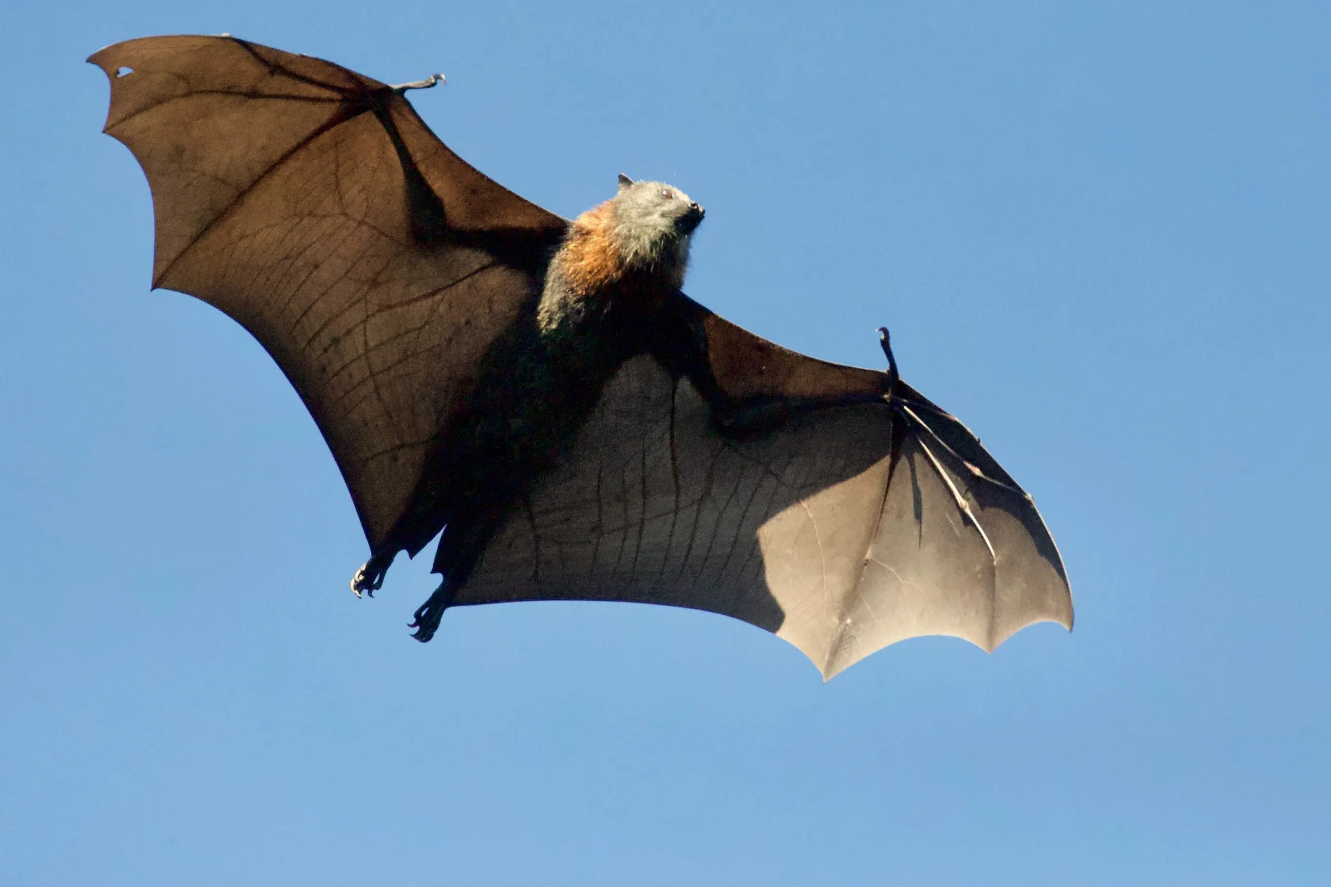 Bat in Oakville tests positive for rabies