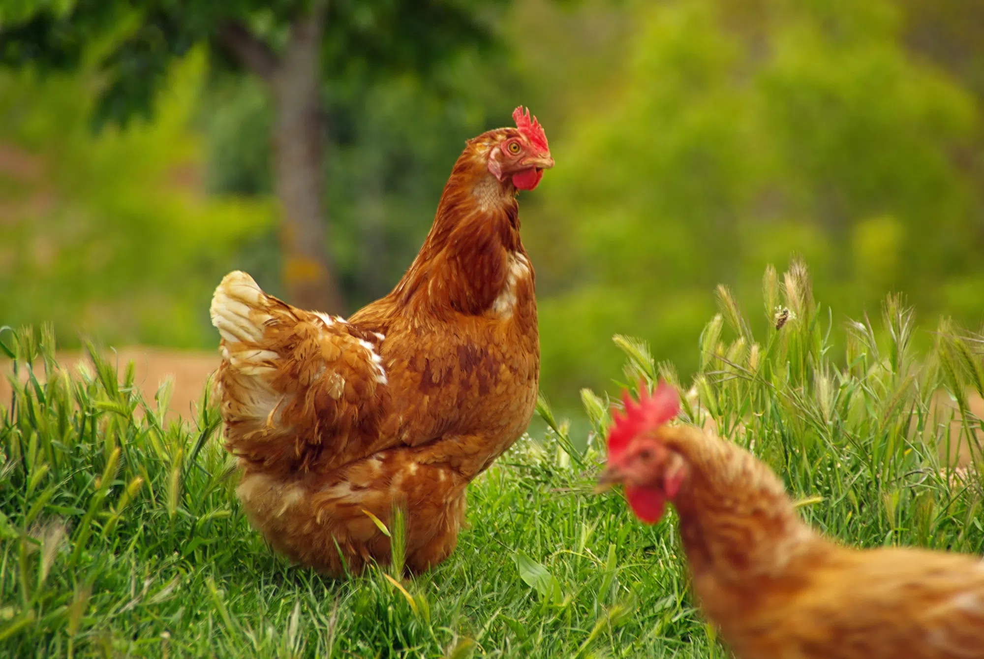 PETA to honour chickens who died in Milton highway crash