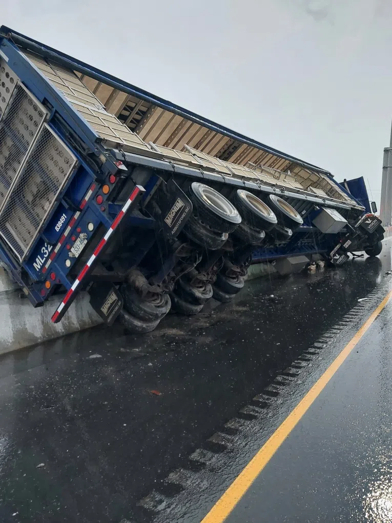 CLUSTERCLUCK: Transport truck carrying chickens causes traffic jam in Milton