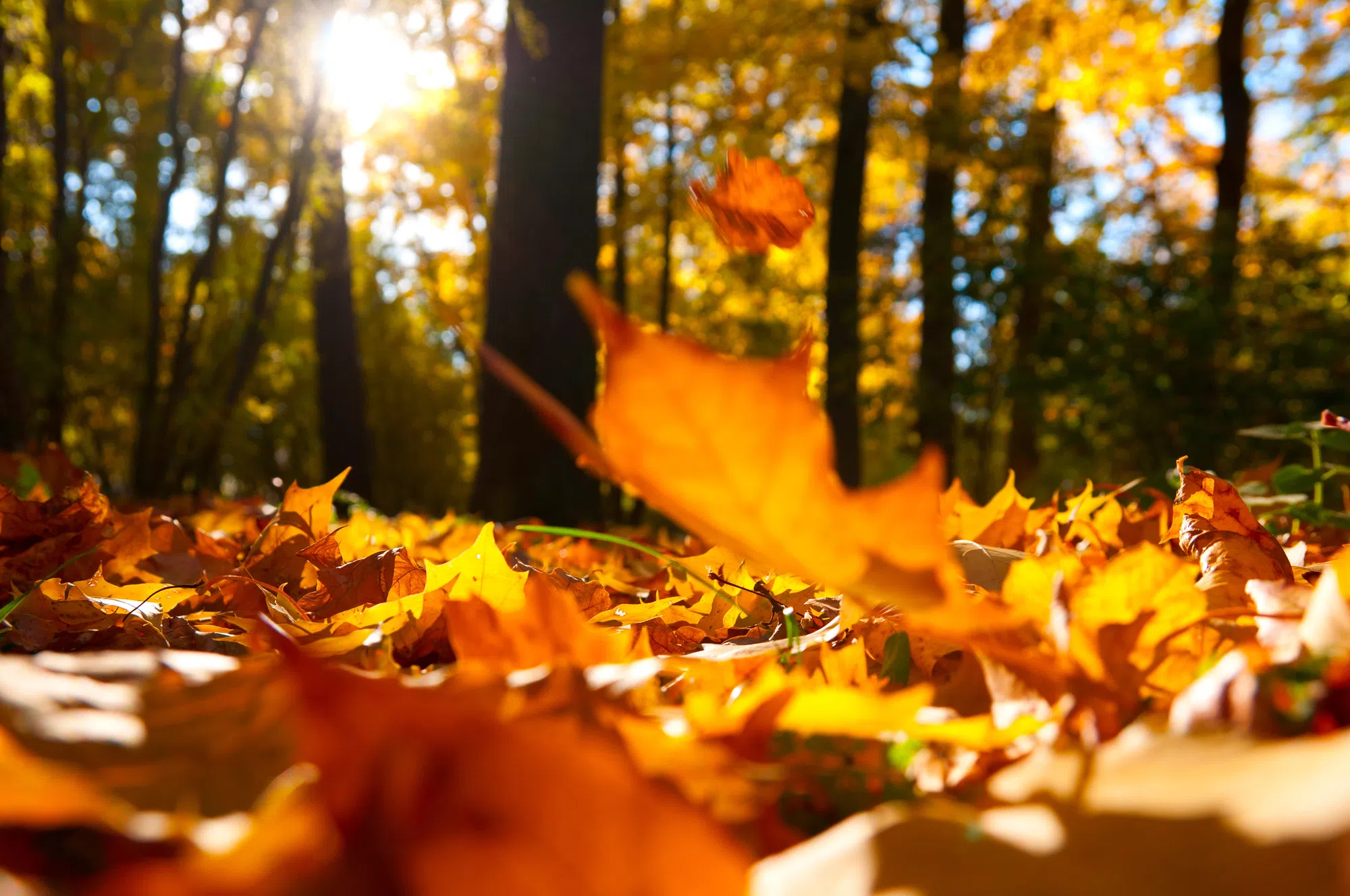 Celebrate fall with Conservation Halton!