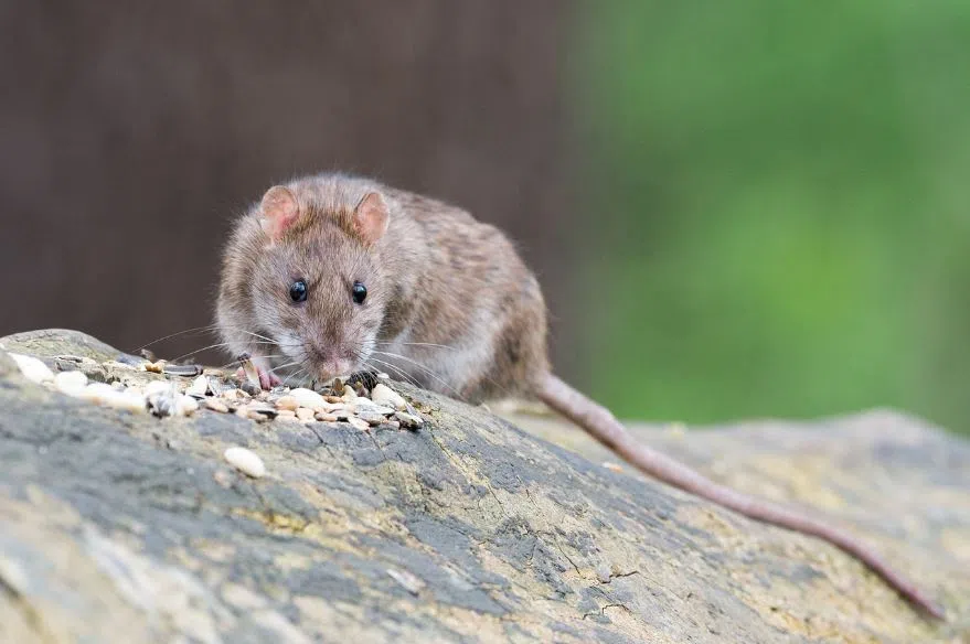 Two Halton municipalities are among the 'rattiest' in Ontario