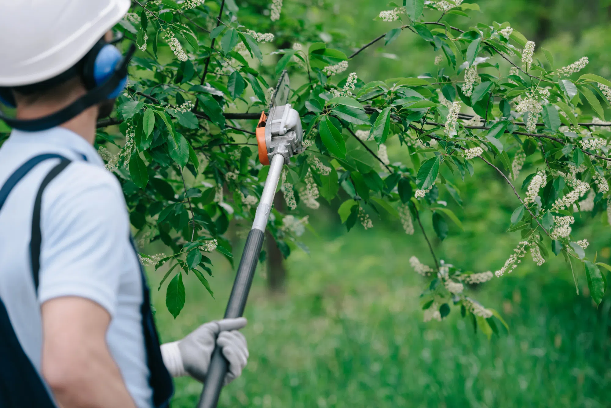 Tree pruning taking place around Milton neighbourhood