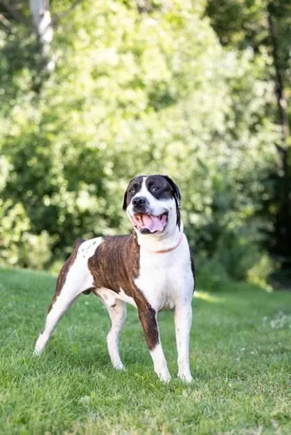 Oakville & Milton Humane Society receiving funding through PEDIGREE Foundation