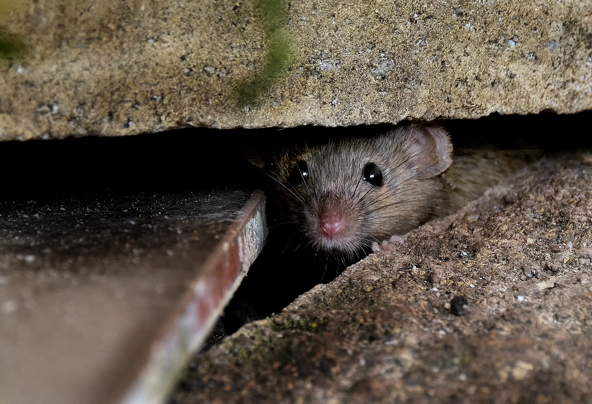 Here’s how to protect yourself from rodents this winter