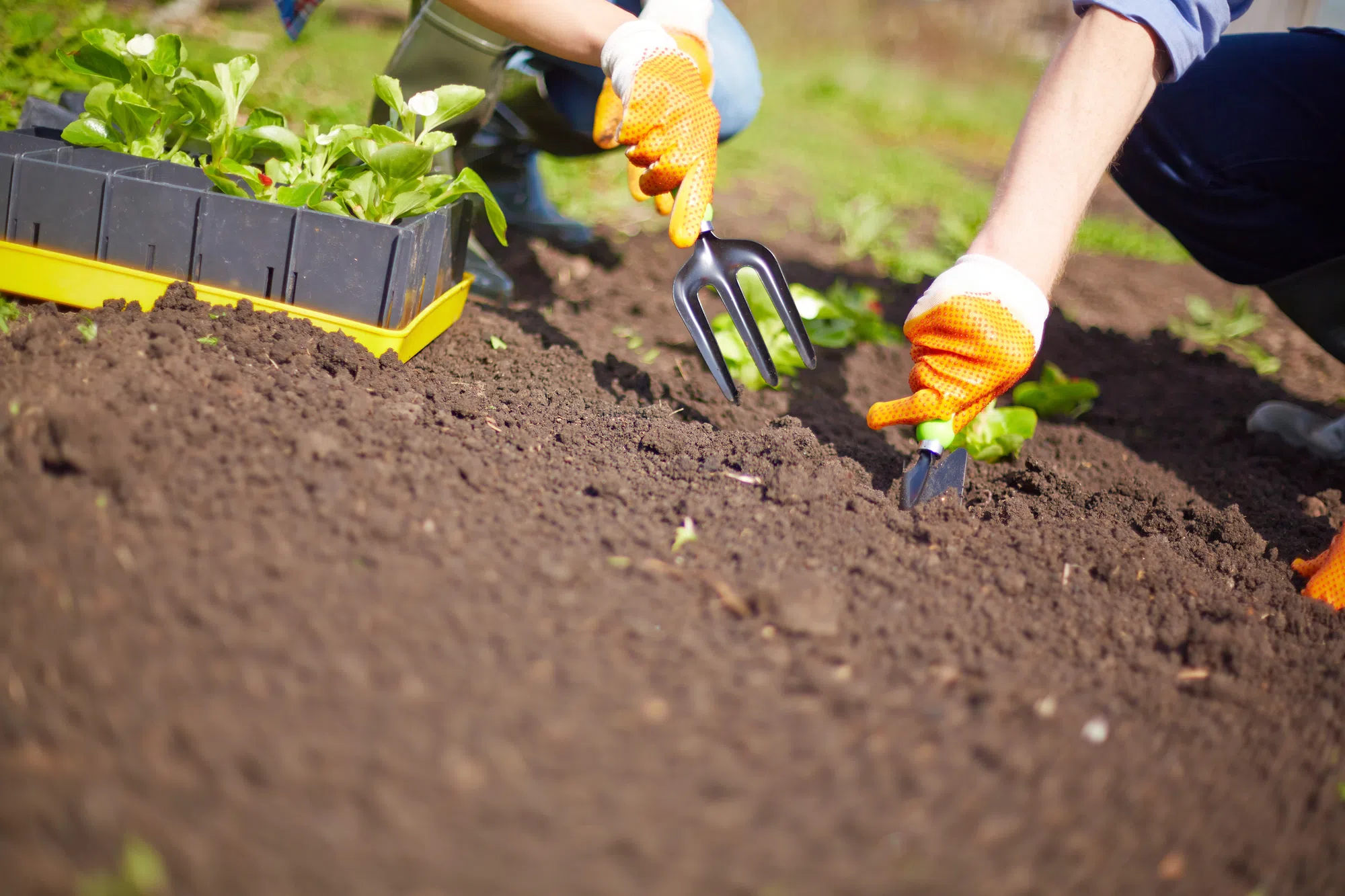 Free vegetable and herb seeds at Milton Public Library locations