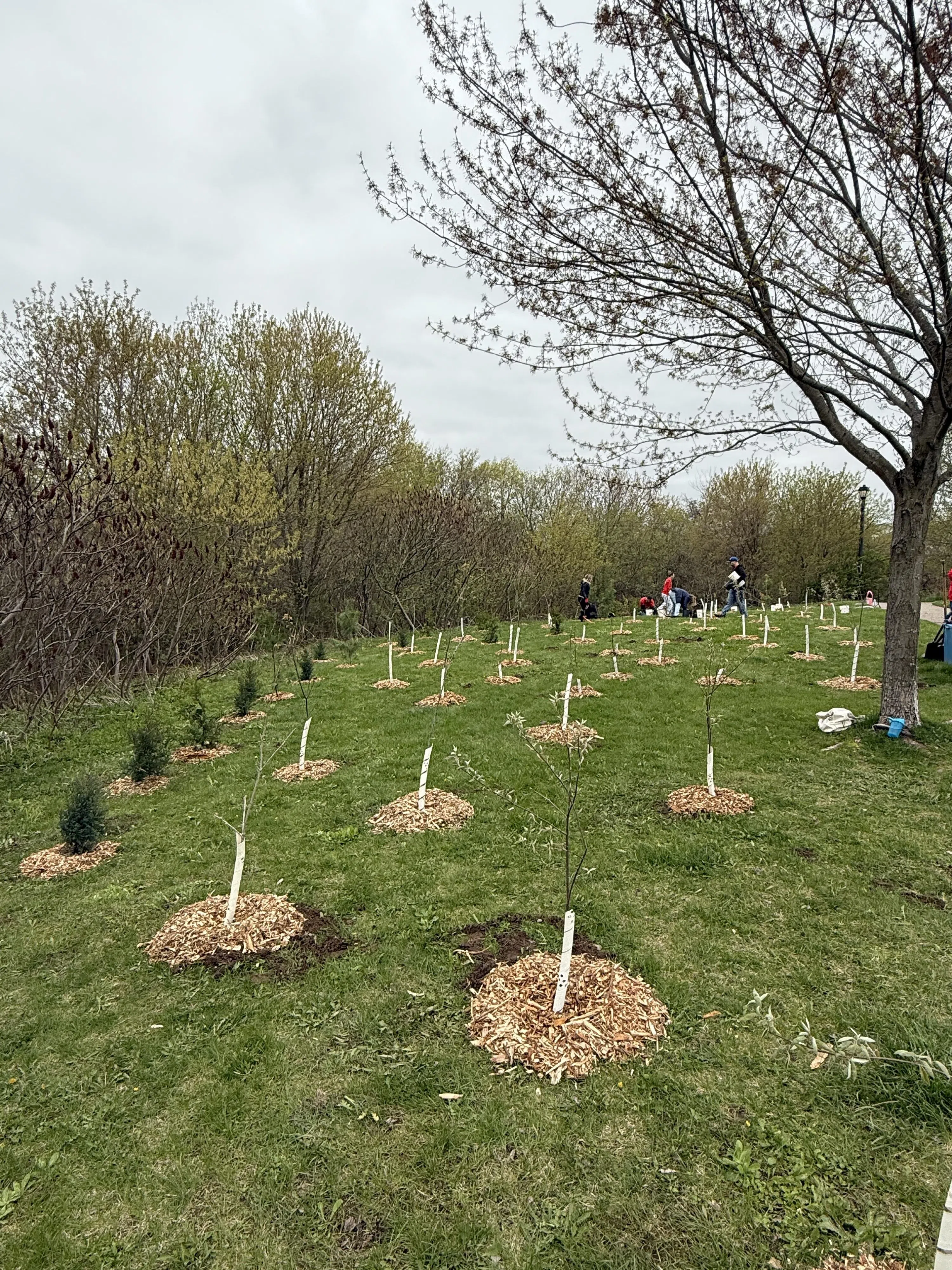 Investigation into environmental vandalism in Georgetown and Acton has begun