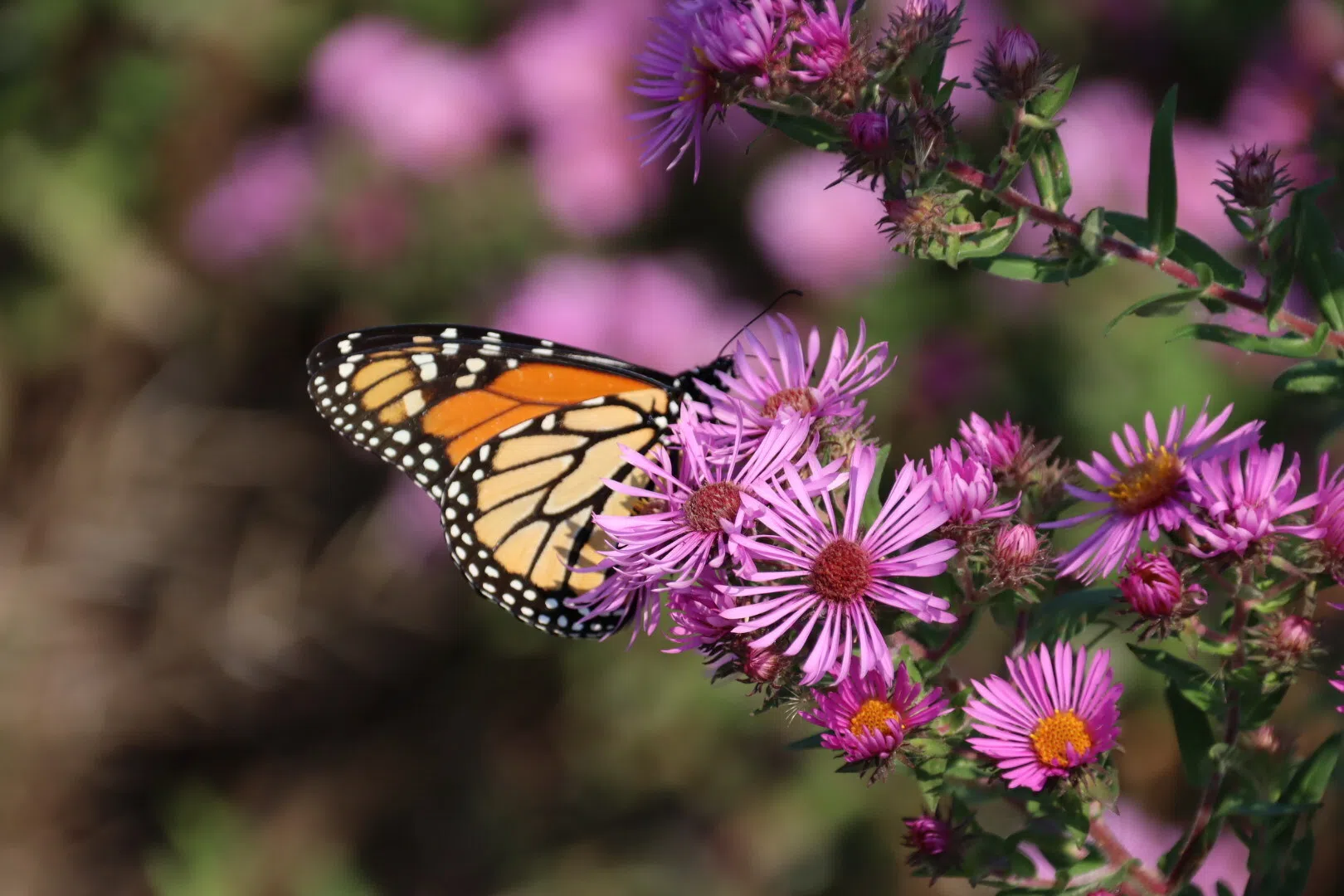Help build butterfly meadow with Sustainable Milton