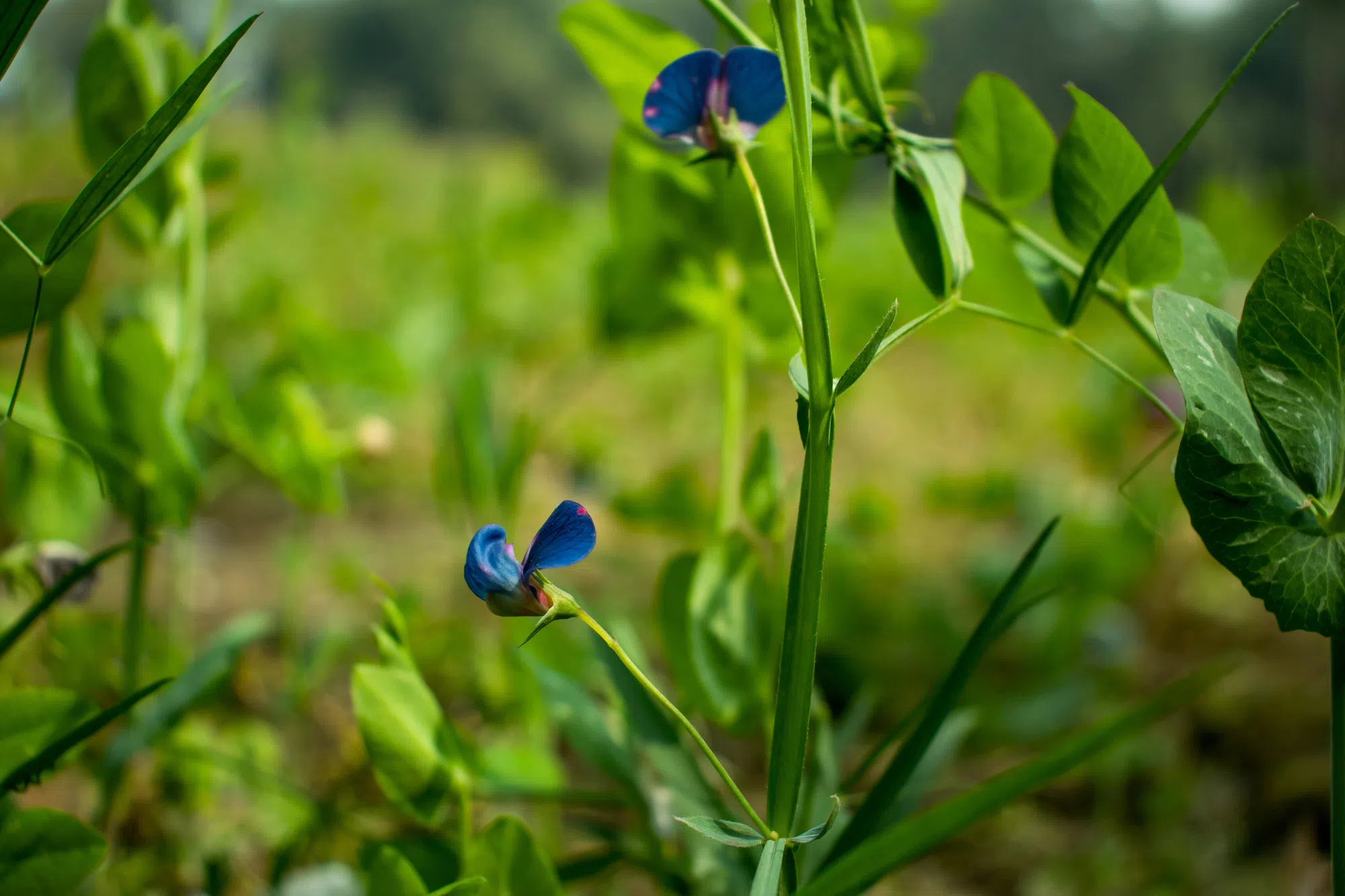That overgrown boulevard in front of your Milton home may soon be your responsible
