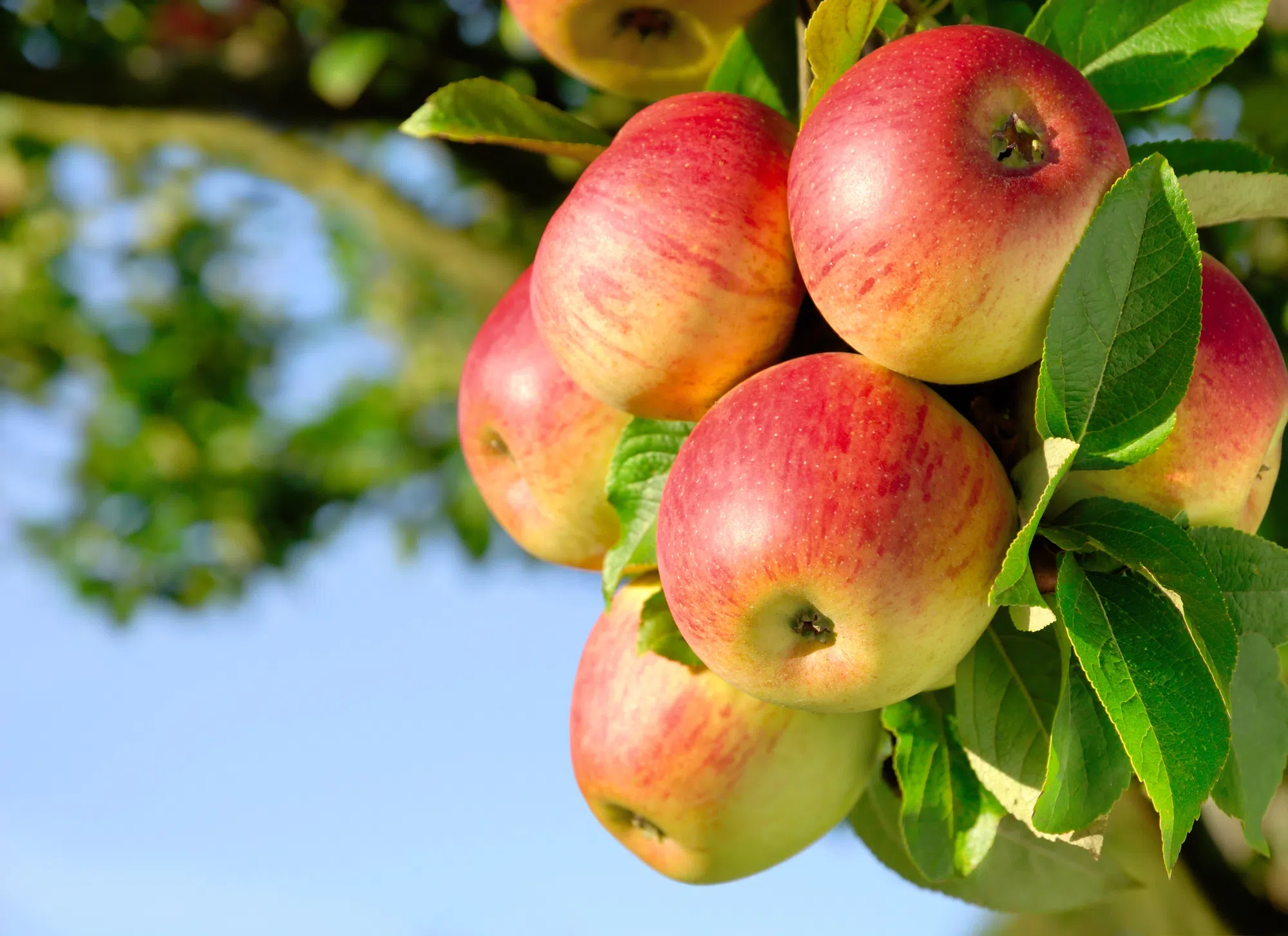 Local orchard opening up for apple picking season