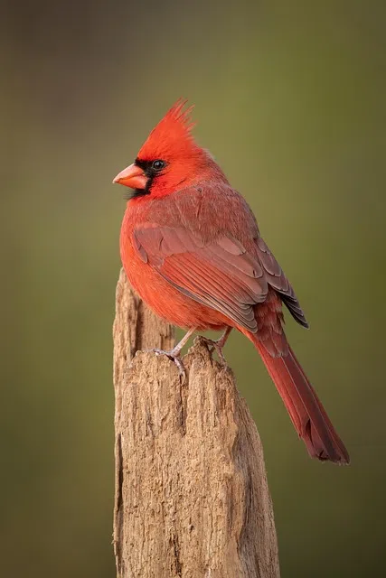 Northern Cardinal named official bird of Halton Hills