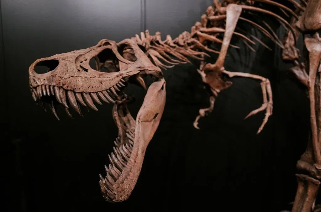 Quinte Museum of Natural History welcomes back beloved dinosaur ...