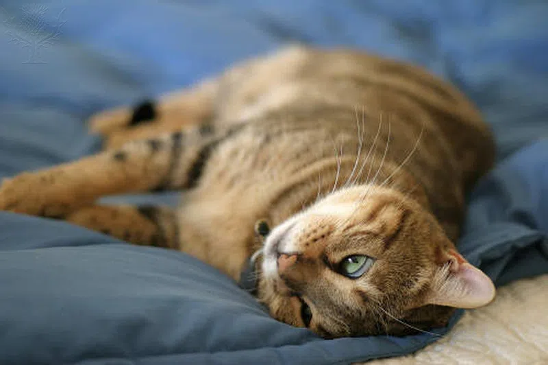 Calgary's Animal Service Centre is holding a Post-Thanksgiving Adoptathon