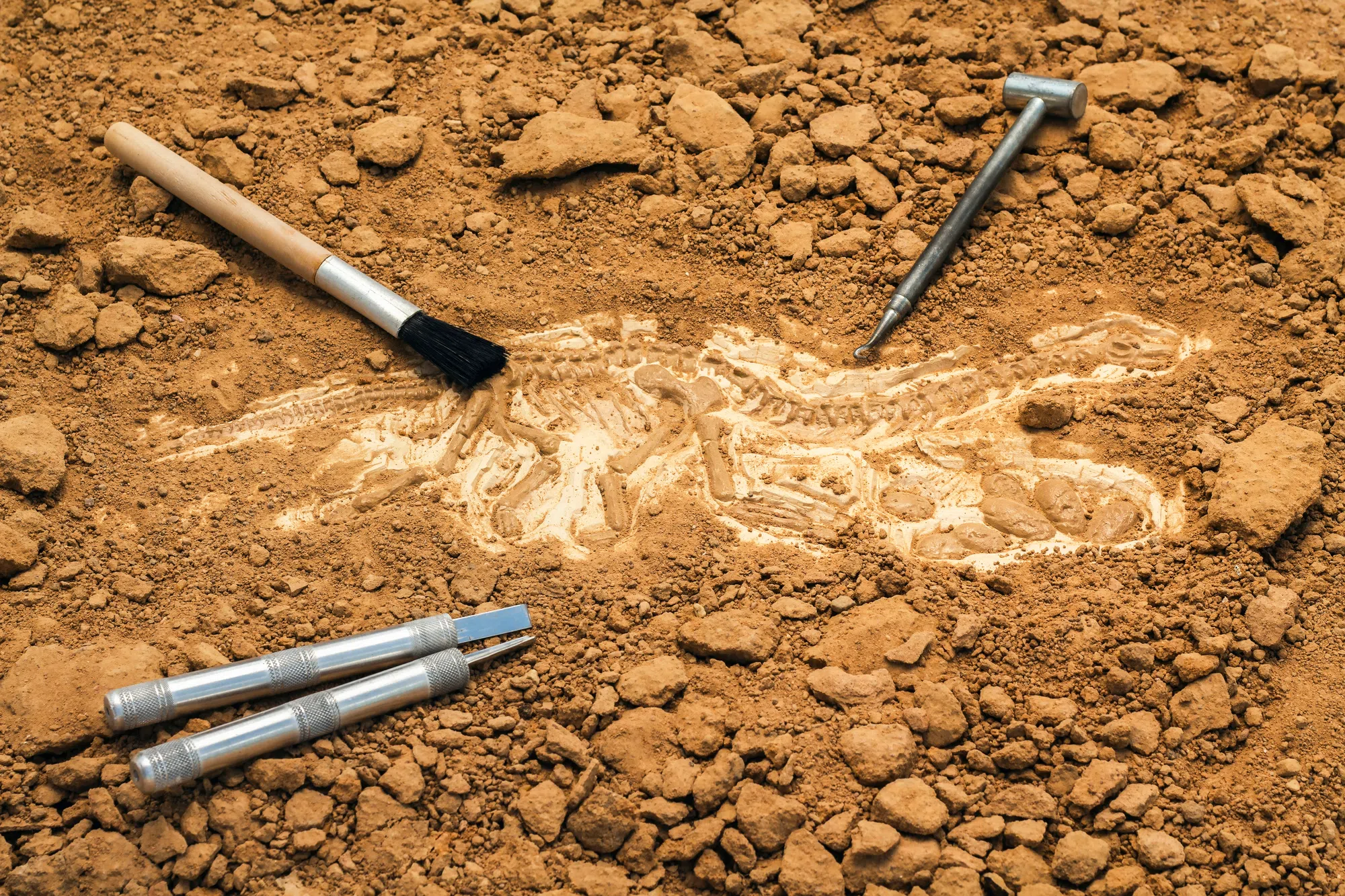 University of Calgary paleontologist among research group of discovered fossils