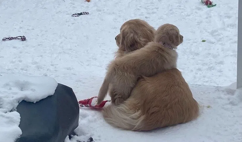 Grief support for pet loss