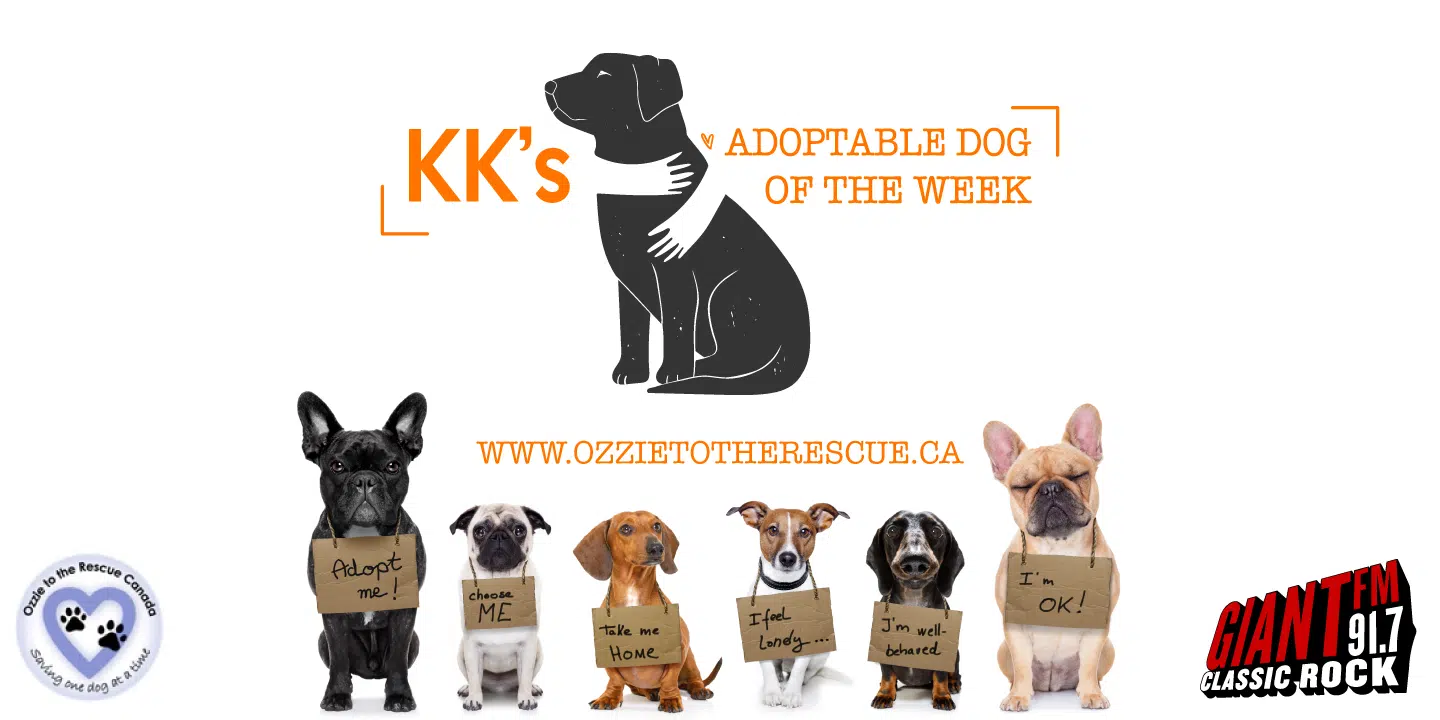 KK’s Adoptable Dog of the Week 2022!