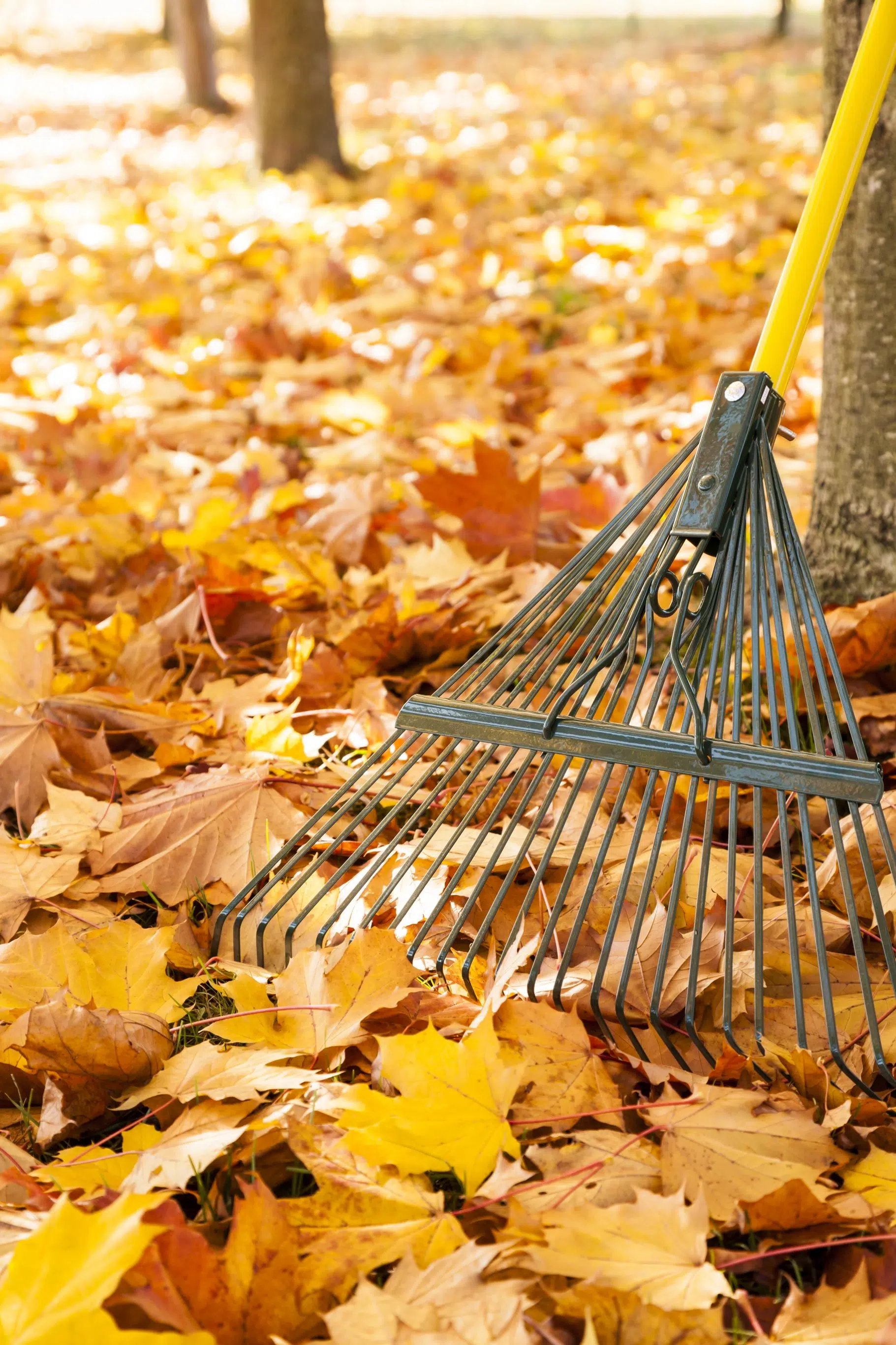 Sooooo Many Leaves!