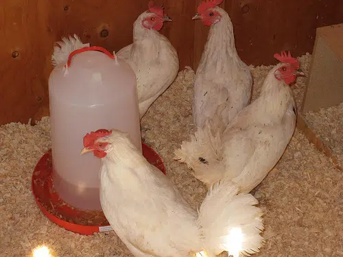 Shawano To Allow Chickens After Council Approves Ordinance 