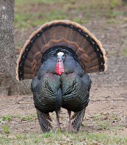 Turkey hunting permits still available for the late season