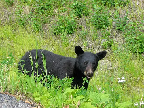 DNR tells residents to limit available food, as bear sightings remain prevalent 