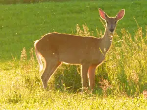 State DOT Urges Drivers To Watch For Deer