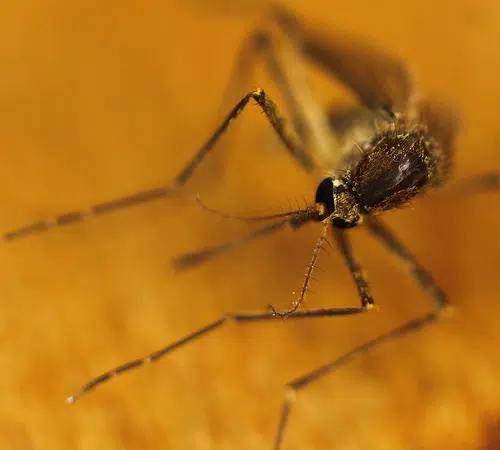 West Nile Virus Found In Shawano County