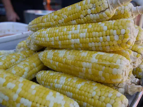 Corn Conditions Improve