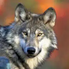 Grey Wolfs kill another hunting dog