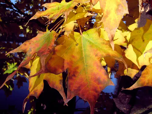 Shawano Leaf Collection Continues Through 11/17