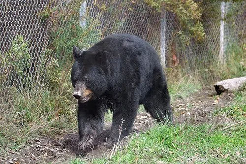 Black bear - wild turkey applications due