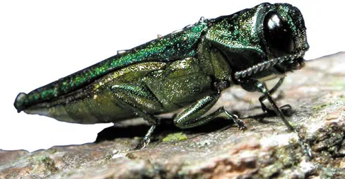 Waupaca County one of the latest to discover emerald ash borer